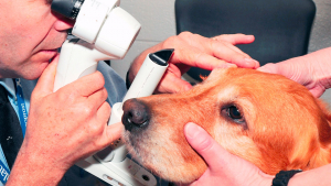 Реферат: Невідкладна допомога при травмах ока і допоміжного апарату